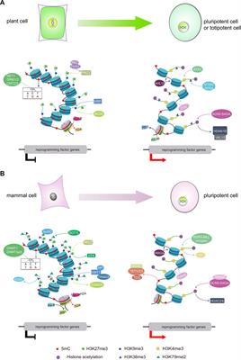 The dynamics of chromatin states mediated by epigenetic modifications during somatic cell reprogramming